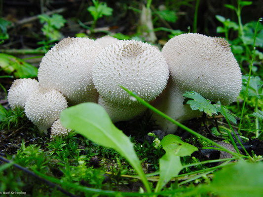 Flaschen-Stäubling - Lycoperdon perlatum