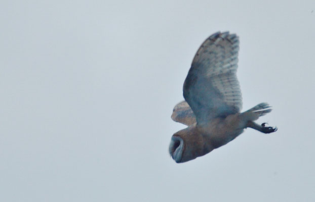 SCHLEIEREULE, BARN OWL, TYTO ALBA