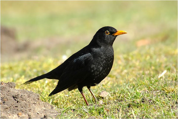 AMSEL, COMMON BLACKBIRD, TURDUS MERULA