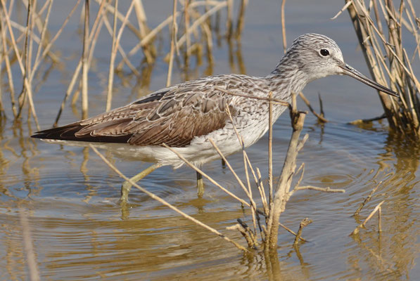 GRÜNSCHENKEL, GREENSHANK, TRINGA NEBULARIA