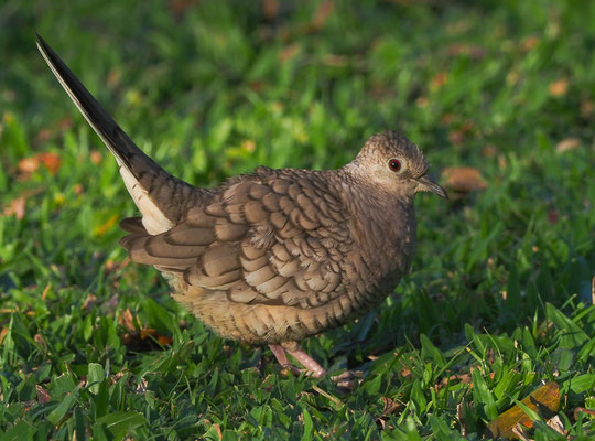 INKATÄUBCHEN, INCA DOVE, COLUMBINA INCA