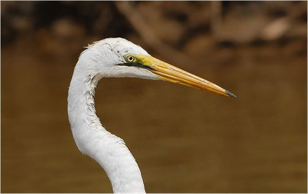 SILBERREIHER, GREAT WHITE EGRET, EGRETTA ALBA