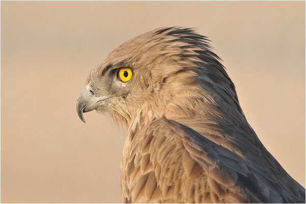 SCHLANGENADLER, SHORT-TOED EAGLE, CIRCAETUS GALLICUS