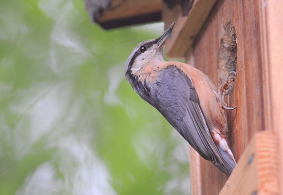 KLEIBER, NUTHATCH, SITTA EUROPAEA