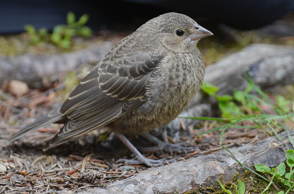 BraunkopfKuhstärling, brownheaded cowbird, molothrus ater kanada