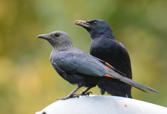 ROTSCHWINGENSTAR, RED-WINGED STARLING, ONYCHOGNATHUS MORIO