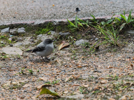 STURZBACH-KLEINTYRANN, TORRENT TYRANNULET - SERPOPHAGA CINEREA