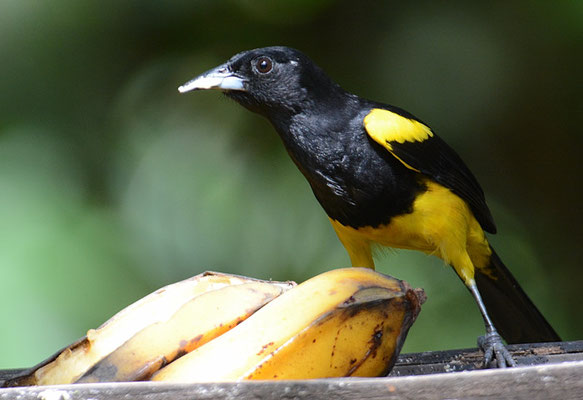 SCHWARZKLEIDTRUPIAL, BLACK-COWLED ORIOLE, ICTERUS PROSTHEMELAS