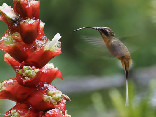 ORANGEBAUCH-SCHATTENKOLIBRI, TAWNY-BELLIED HERMIT,  - PHAETORNIS SYRMATOPHORUS