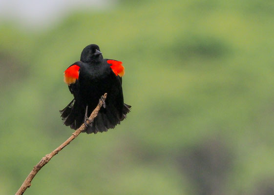 ROTSCHULTERSTÄRLING, RED-WINGED BLACKBIRD, AGELAIUS PHOENICUS 