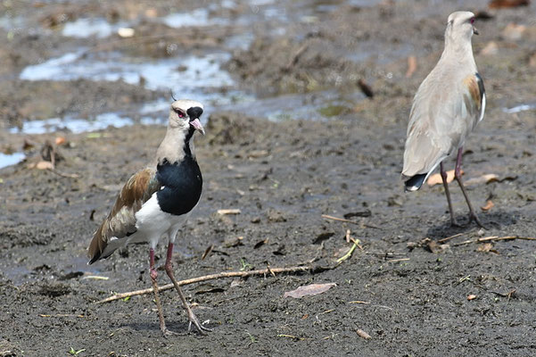 BRONZEKIEBITZ, SOUTHERN LAPWING, VANELLUS CHILENSIS