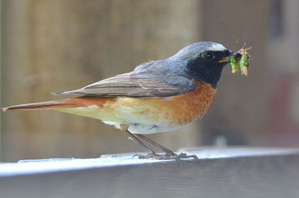 GARTENROTSCHWANZ, COMMON REDSTART, PHOENICURUS PHOENICURUS