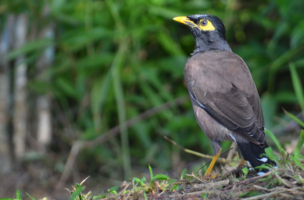HIRTENMAINA, COMMON MYNA, ACRIDOTHERES TRISTIS