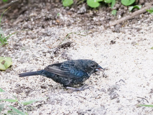 Jacariniammer, Blue-black Grassquit - Volatinia jacarina