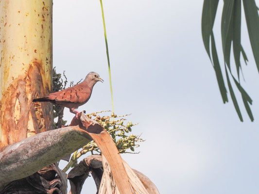 Rosttäubchen, Ruddy Ground-Dove - Columbina talpacoti