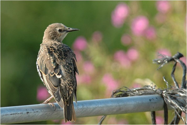 STAR, STARLING, STURNUS VULGARIS