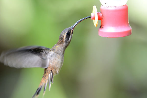 WESTLICHER LANGSCHWANZ-SCHATTENKOLIBRI, LONG-BILLED HERMIT, PHAETORNIS LONGIROSTRIS