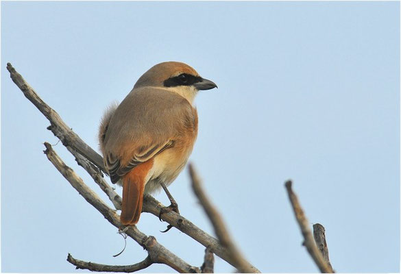 ISABELLWÜRGER, ISABELLINE SHRIKE, LANUS ISABELLINUS