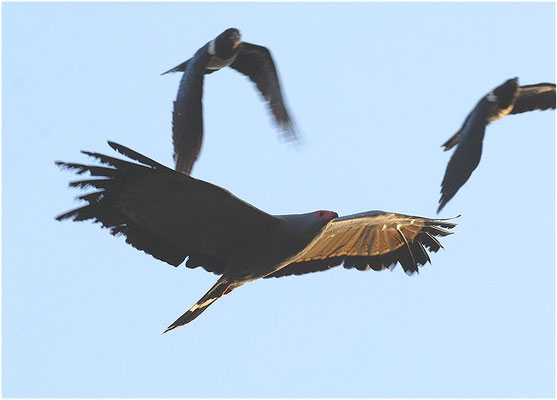 HÖHLENWEIHE, AFRICAN HARRIER-HAWK, POLYBOROIDES TYPUS