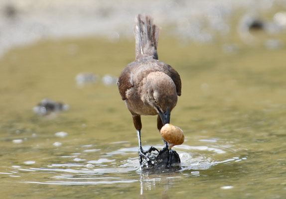 TRAUERGRACKEL, CARIB GRACKLE, QUISCALUS LUGUBRIS