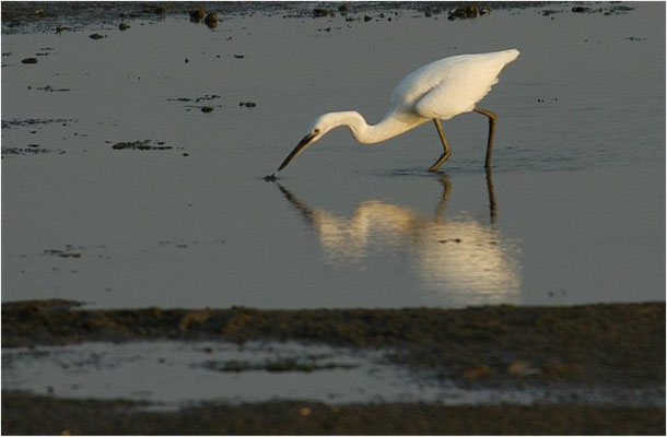 SEIDENREIHER, LITTLE EGRET, EGRETTA GARZETTA