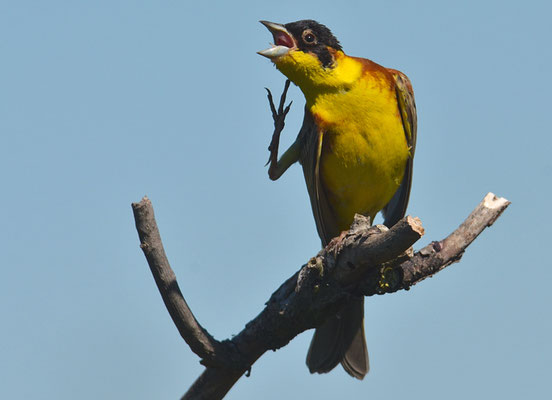 KAPPENAMMER, BLACK-HEADED BUNTING, EMBERIZA MELANOCEPHALA