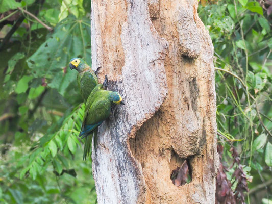 Rotbauchara, Red-bellied Macaw - Orthopsittaca manilatus