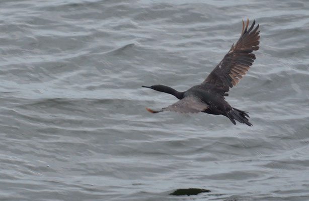 MEERSCHARBE, PELAGIC CORMORANT, PHALACROCORAX PELAGICUS