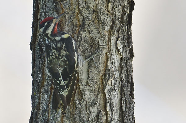 GELBBAUCH-SAFTLECKER, YELLOW-BELLIED SAPSUCKER, SPHYRAPICUS NUCHALIS