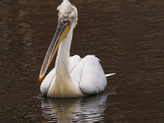 Krauskopfpelikan, Dalmatian Pelican - Pelecanus crispus