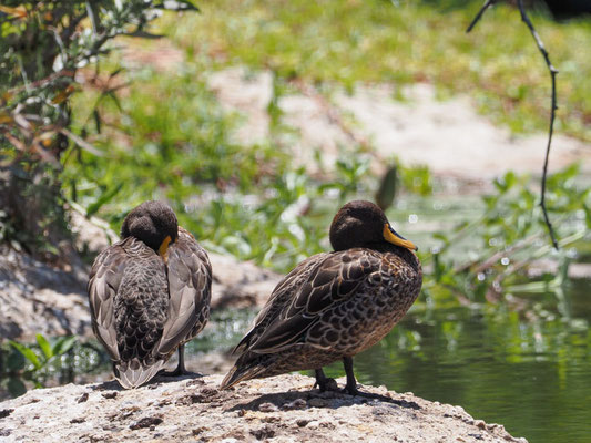 GELBSCHNABELENTE, YELLOW-BILLED DUCK, ANAS UNDULATA