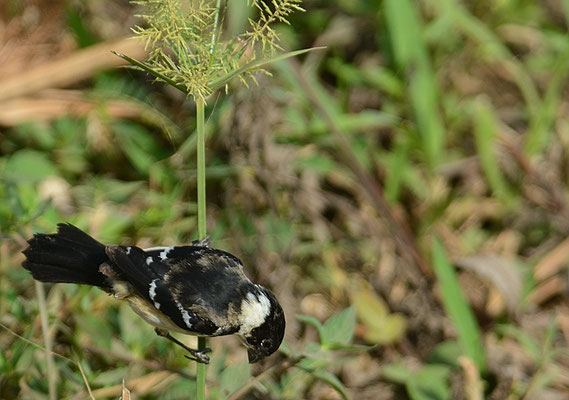 BRAUNBÜRZELPFÄFFCHEN, WHITE-COLLARED SEEDEATER, SPOROPHILA TORQUEOLA