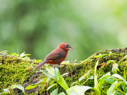 ROTER HELMFINK, RED-CRESTED FINCH - CORYPHOSPINGUS CUCULLATUS