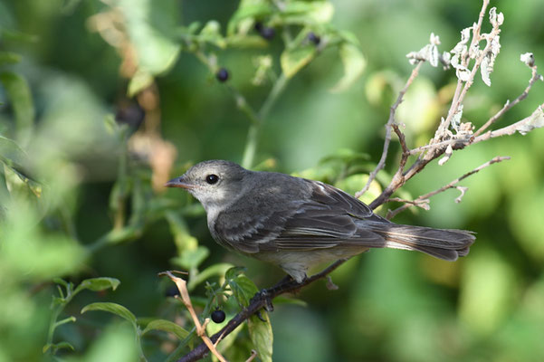 WEISSBAUCHELAENIE, CARIBBEAN ELAENIA, ELAENIA PARVIROSTRIS