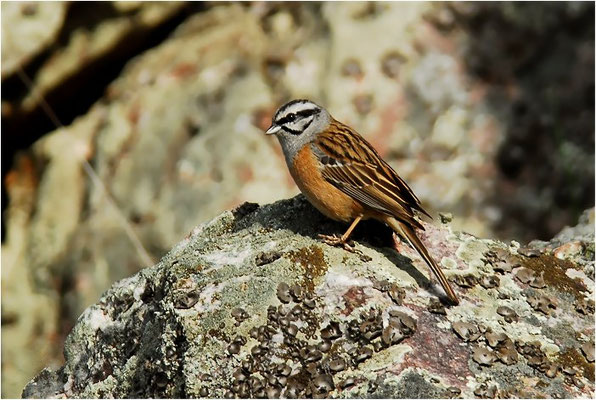 ZIPPAMMER, ROCK BUNTING, EMBERIZA CIA