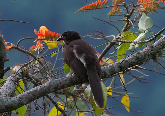 BRAUNHÄHER, BROWN JAY, CYANOCORAX MORIO