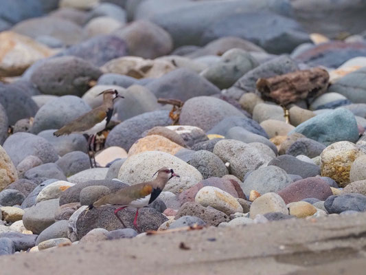 Bronzekiebitz, Southern Lapwing, Vanellus resplendens