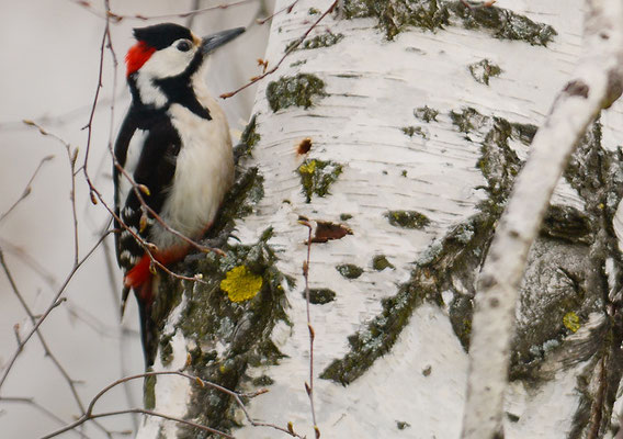 BLUTSPECHT, SYRIAN WOODPECKER, DENDROCOPOS SYRIACUS