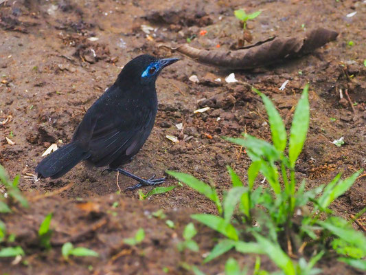 ZELEDONS AMEISENVOGEL, HAFFERIA ZELEDONI - MYRMECIZA ZELEDONI
