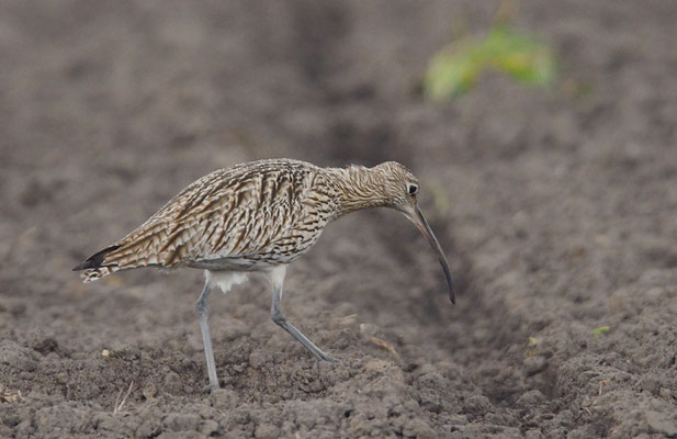 BRACHVOGEL, EURASIAN CURLEW, NUMENIUS ARQUATA