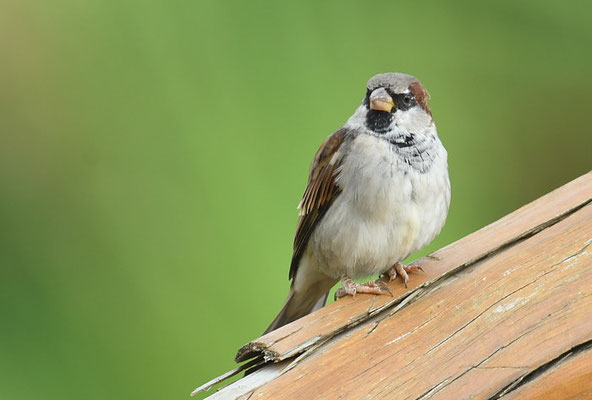 HAUSSPERLING, HOUSE SPARROW, PASSER DOMESTICUS 