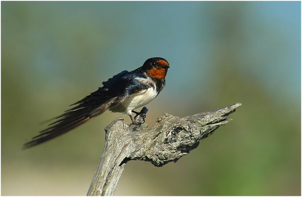 RAUCHSCHWALBE, BARN SWALLOW, HIRUNDO RUSTICA