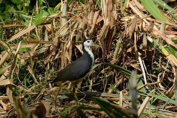 WEISSBRUST-KIELRALLE, WHITE-BREASTED WATERHEN, AMAURORNIS PHOENICURUS
