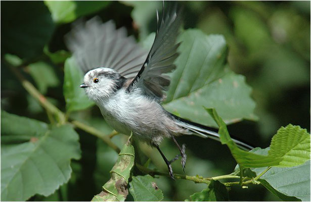 SCHWANZMEISE, LONG-TAILED TIT, AEGITHALOS CAUDATUS