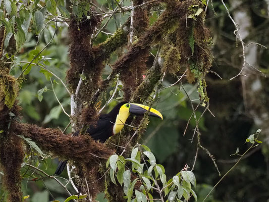 KÜSTENTUKAN, CHOCO TOUCAN - RAMPHASTOS BREVIS