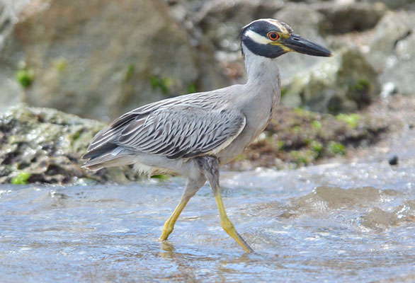 KRABBENREIHER, YELLOW-CROWNED NIGHT HERON, NYCTINASSA VIOLACEUS