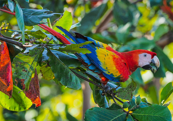 HELLROTER ARA, SCARLET MACAW, ARA MACAO