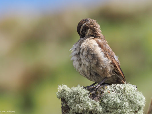 SCHUPPENBRUST-UFERWIPPER, STOUT-BILLED CINCLODES - CINCLODES EXCELSIOR