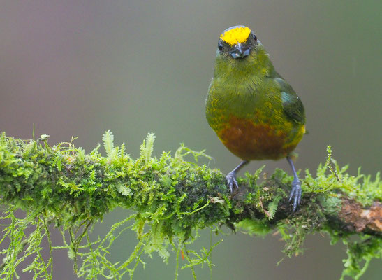 OLIVRÜCKENORGANIST, OLIVE-BACKED EUPHONIA, EUPHONIA GOULDI