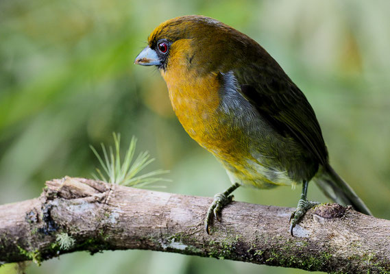 AZTEKENBARTVOGEL, PRONG-BILLED BARBET,  SEMINORNIS FRANTZII